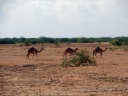 camel loose everywhere.jpg